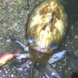 ダイソーエギ最強！コウイカ、タコ